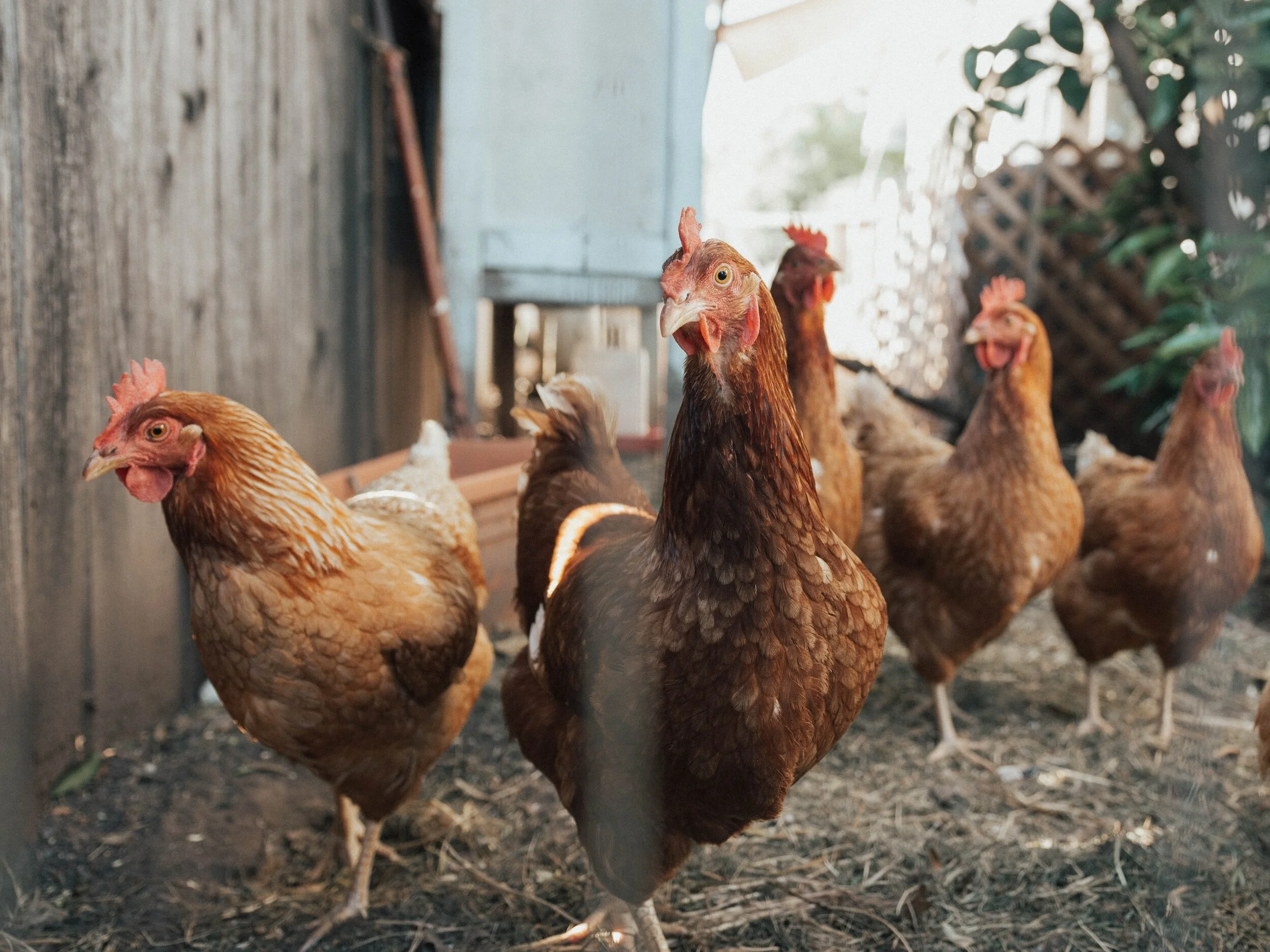 Certified Organic Chicken Manure