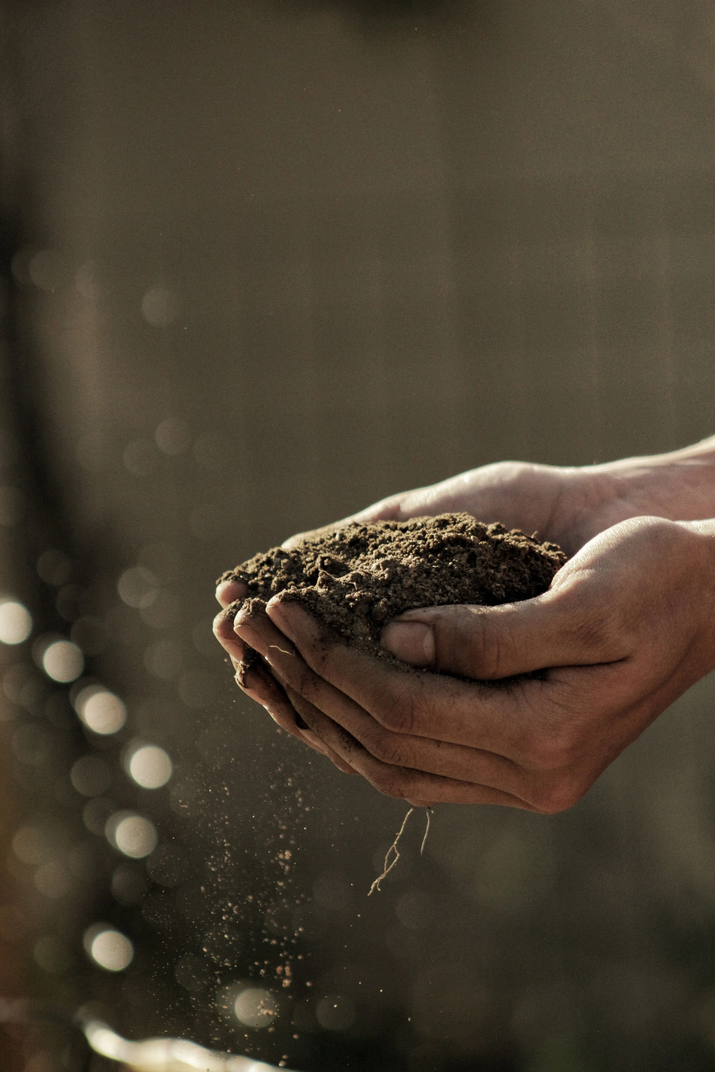 Organic Garden Compost